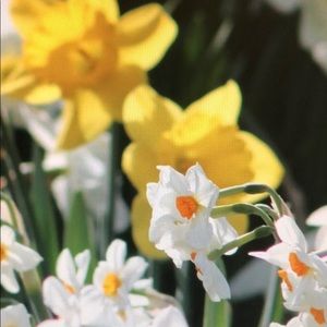 Meet your Posher, Donna